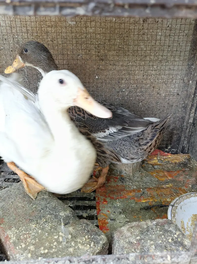Beautiful Healthy Ducks — photo 10