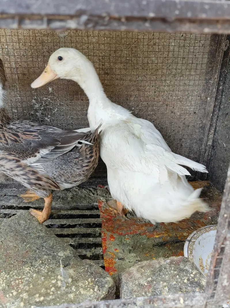 Beautiful Healthy Ducks — photo 11