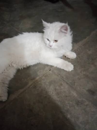 Persian Cat for Sale | Healthy & Cute