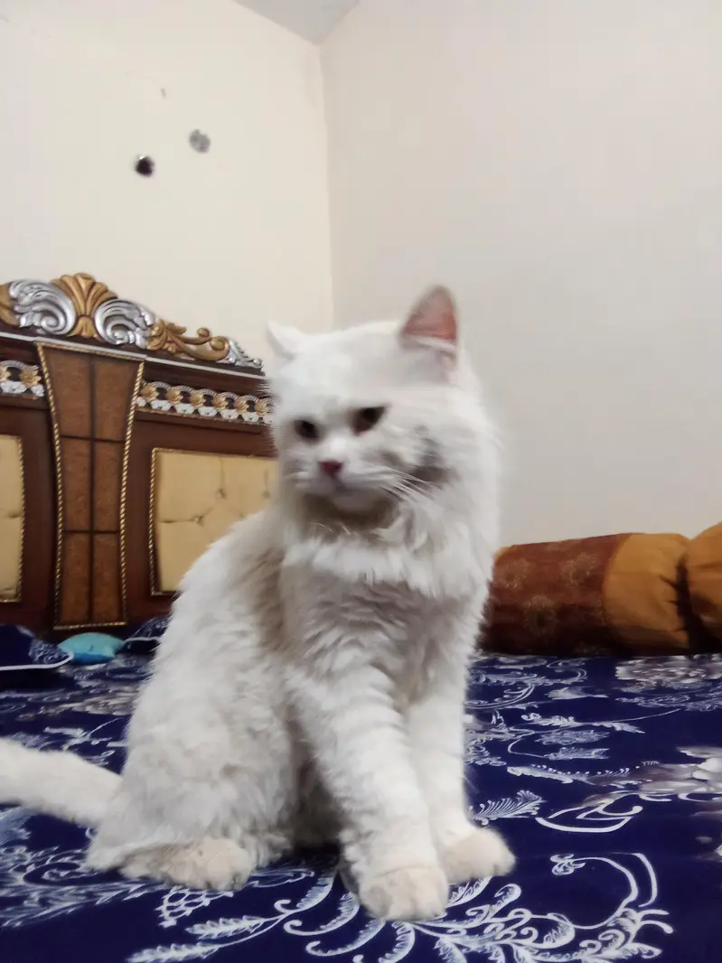 Persian Cat for Sale | Healthy & Cute — photo 2