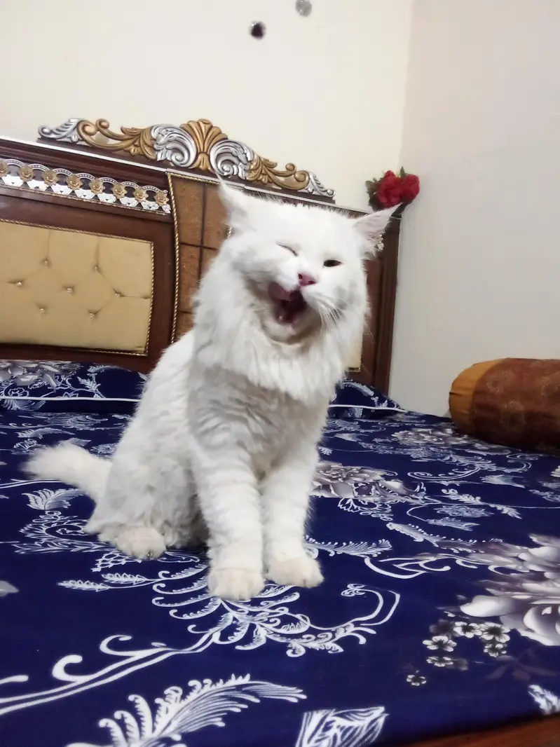 Persian Cat for Sale | Healthy & Cute — photo 3