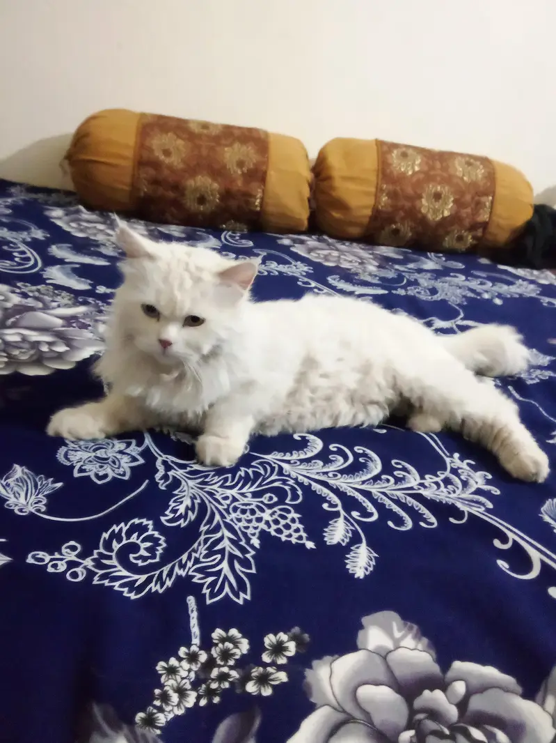 Persian Cat for Sale | Healthy & Cute — photo 4