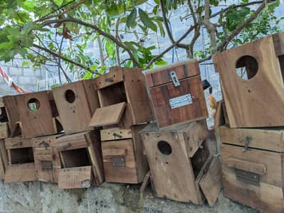 Birds Breeding Boxes, Roundneck best quality