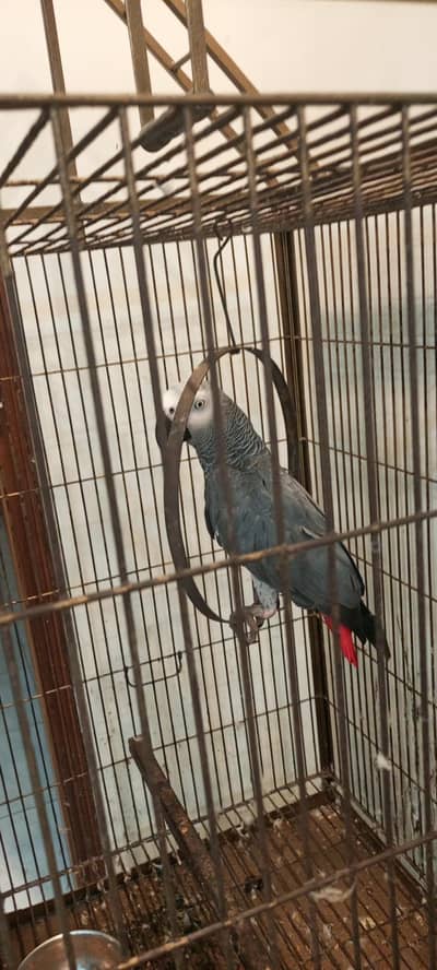 grey parrot full talking hand tame