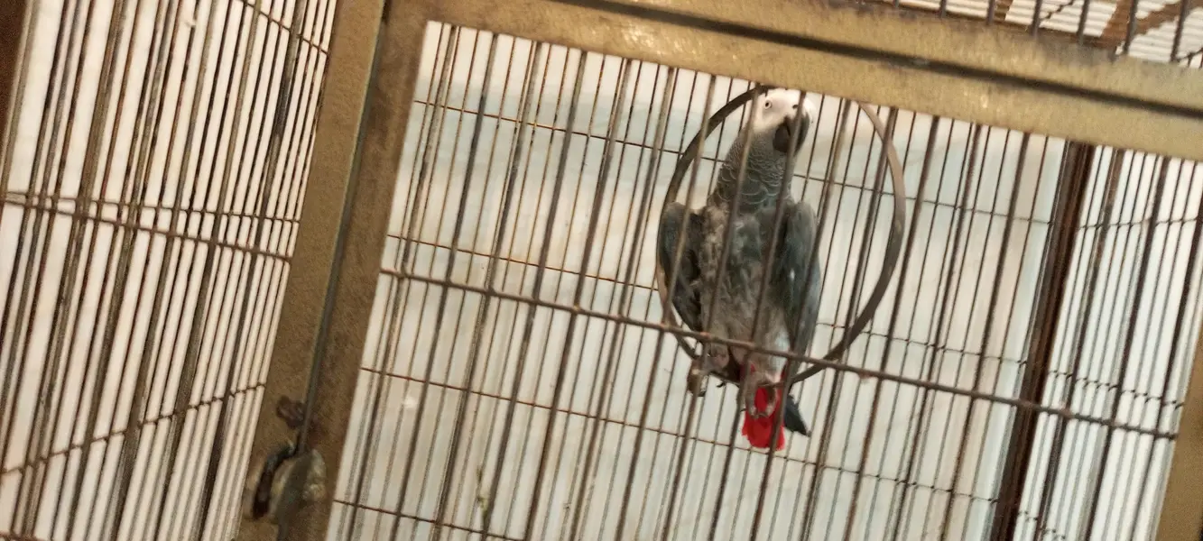 grey parrot full talking hand tame — photo 2