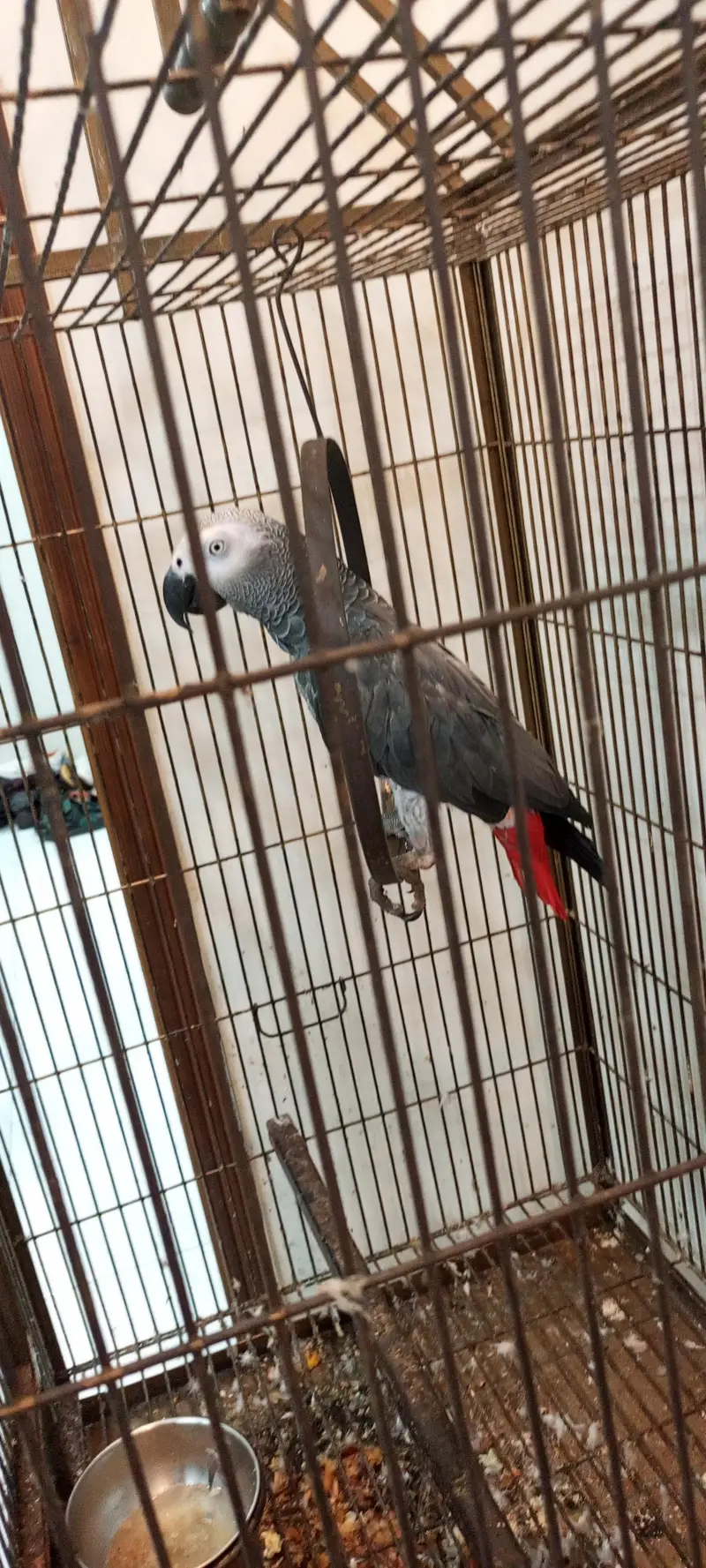 grey parrot full talking hand tame — photo 4