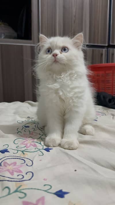 Triple coat female kitten blue eyes 2.5 months age 03280443175