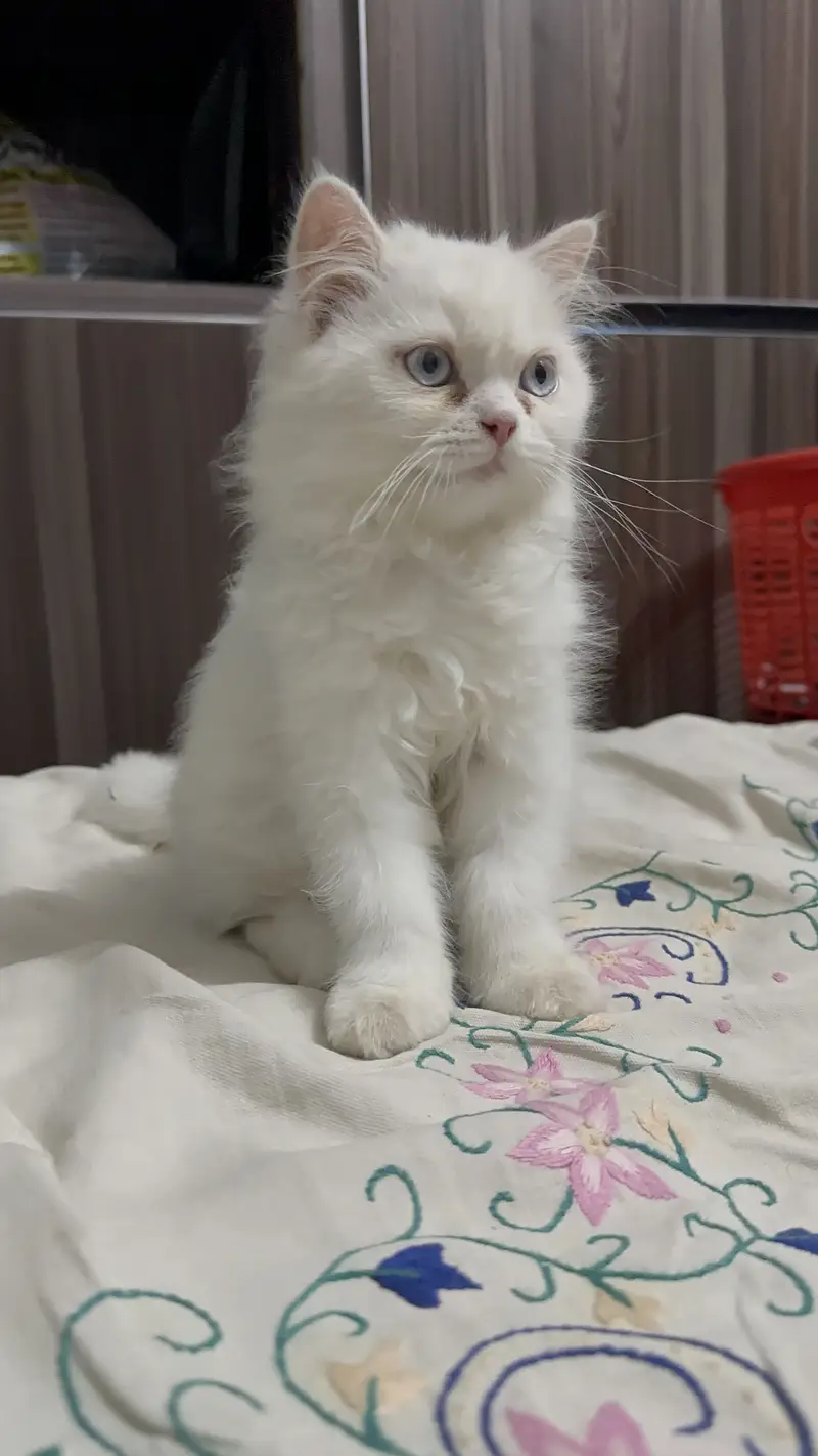 Triple coat female kitten blue eyes 2.5 months age 03280443175 — photo 2