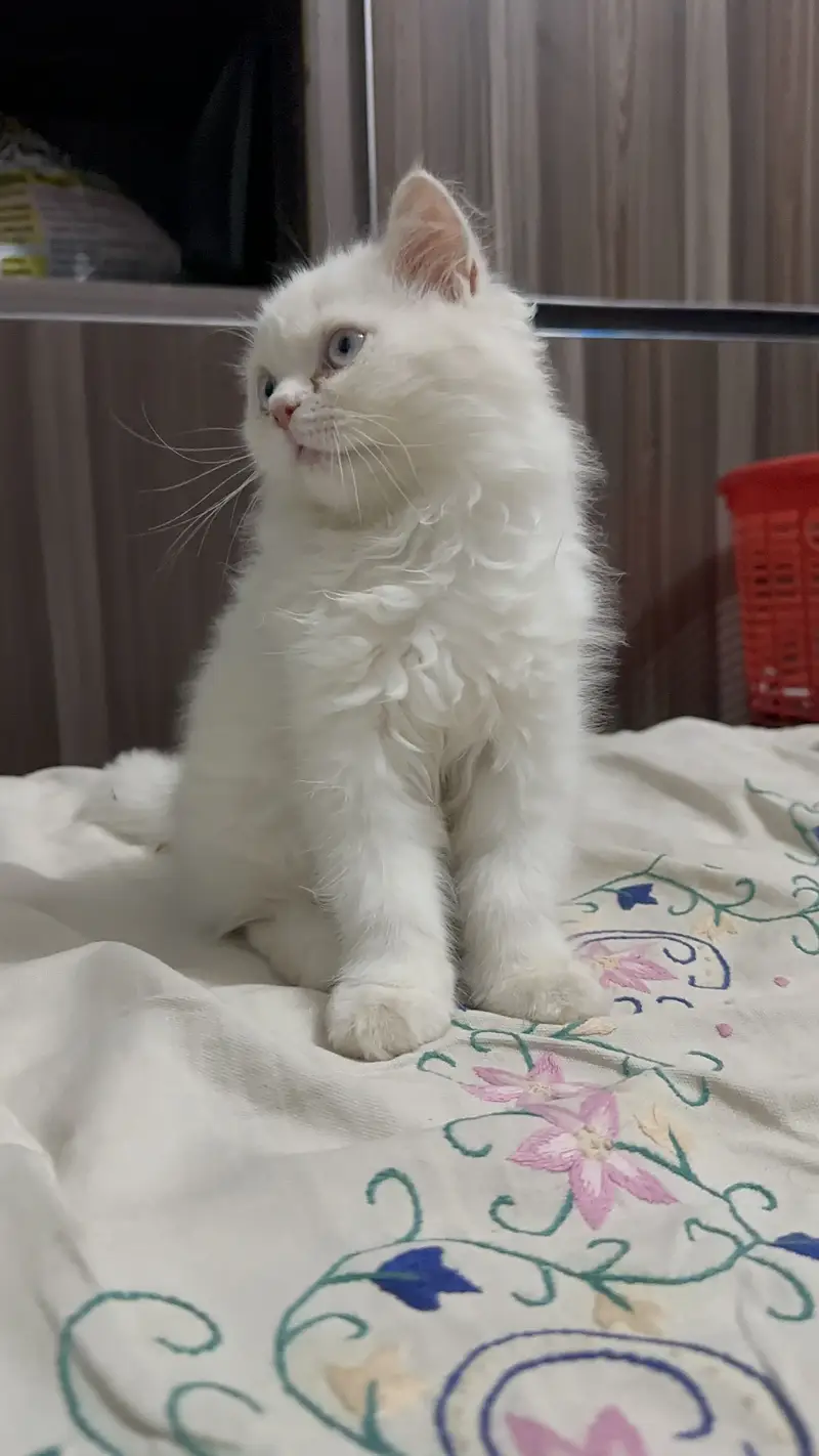 Triple coat female kitten blue eyes 2.5 months age 03280443175 — photo 3