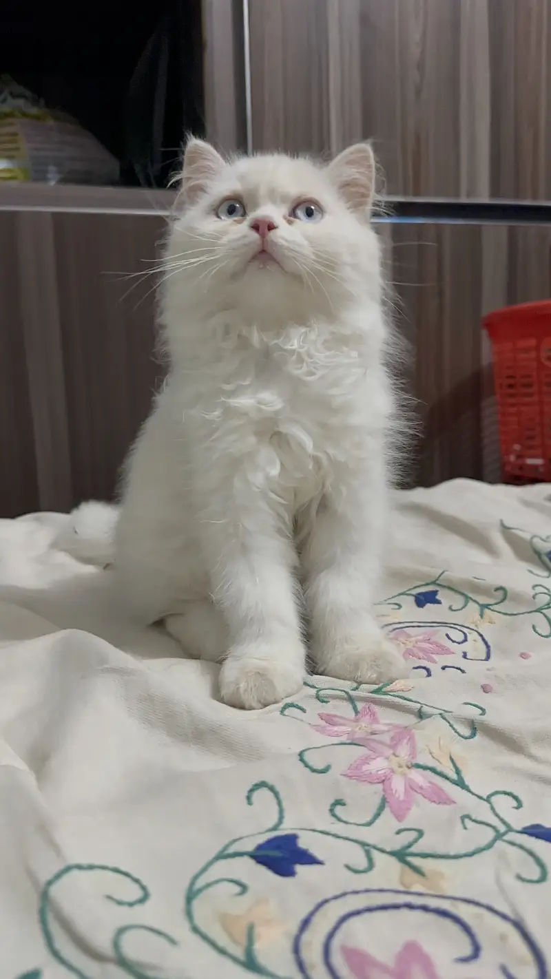Triple coat female kitten blue eyes 2.5 months age 03280443175 — photo 4