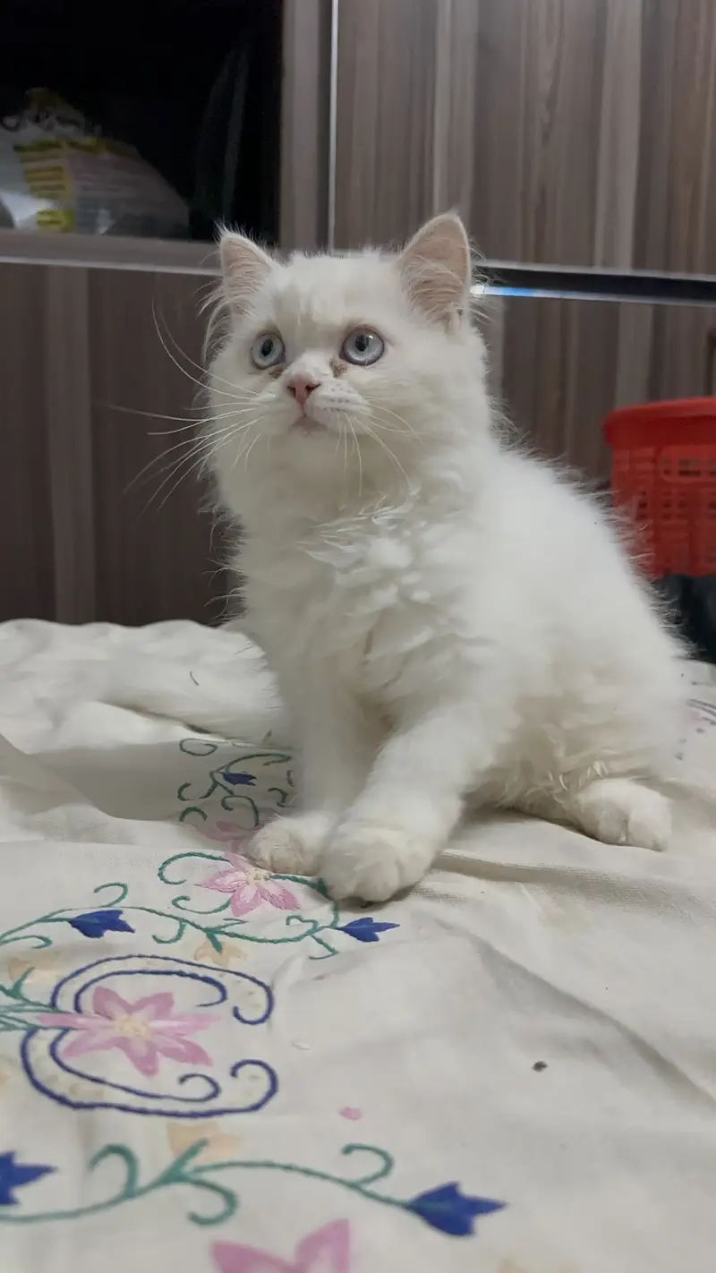 Triple coat female kitten blue eyes 2.5 months age 03280443175 — photo 5