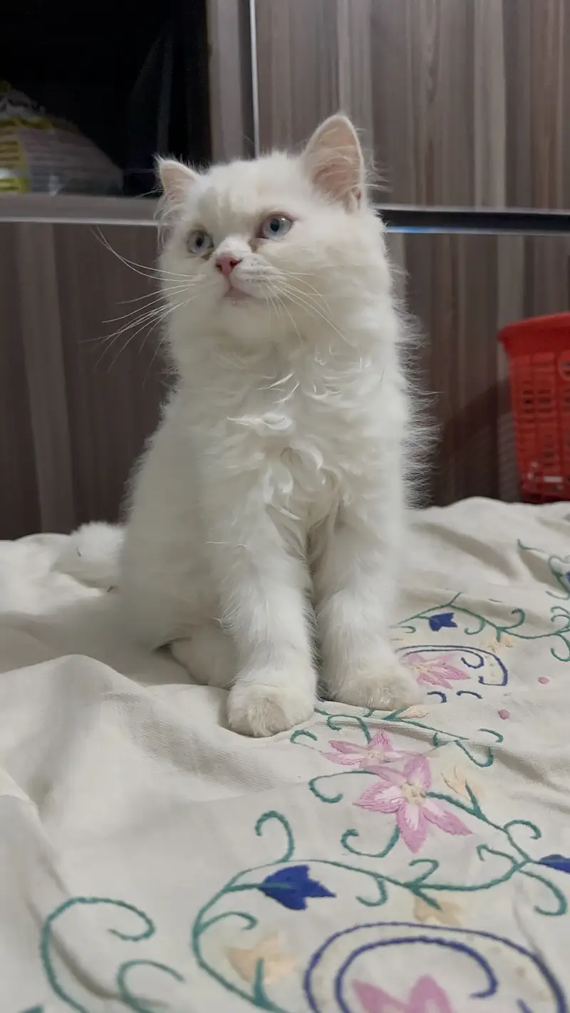 Triple coat female kitten blue eyes 2.5 months age 03280443175 — photo 6