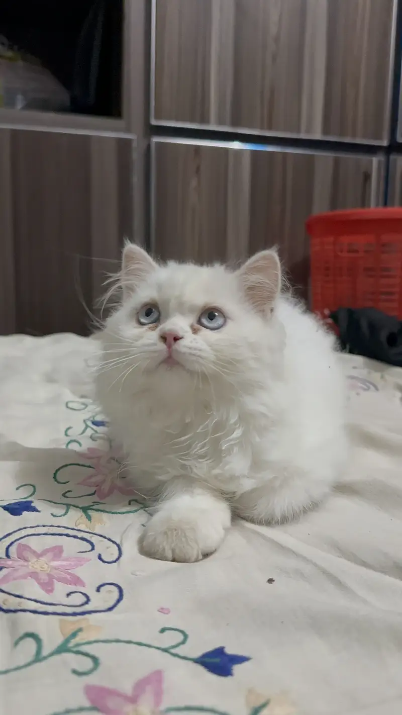 Triple coat female kitten blue eyes 2.5 months age 03280443175 — photo 7