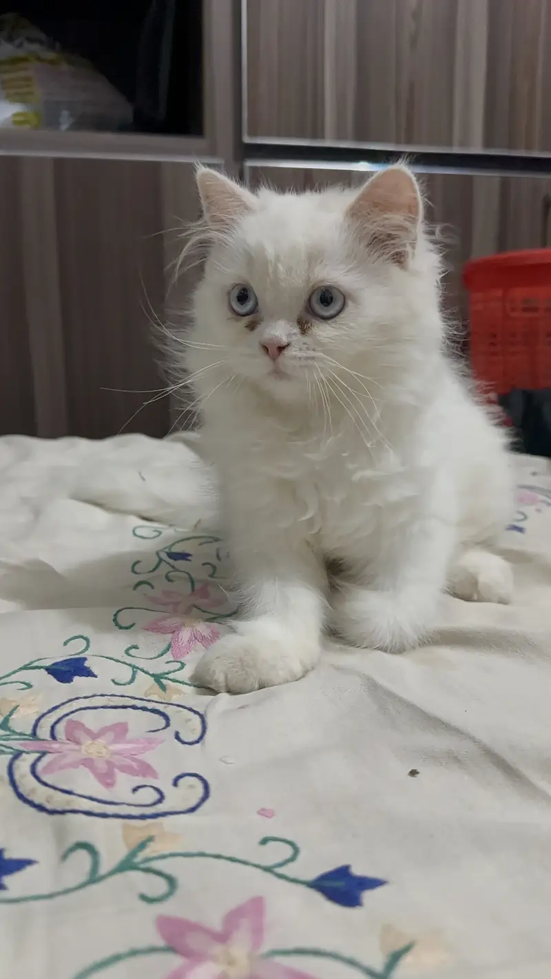 Triple coat female kitten blue eyes 2.5 months age 03280443175 — photo 8