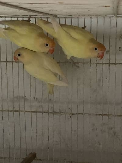 Decino Breeder Pairs possible Split Ino Split Blue 2