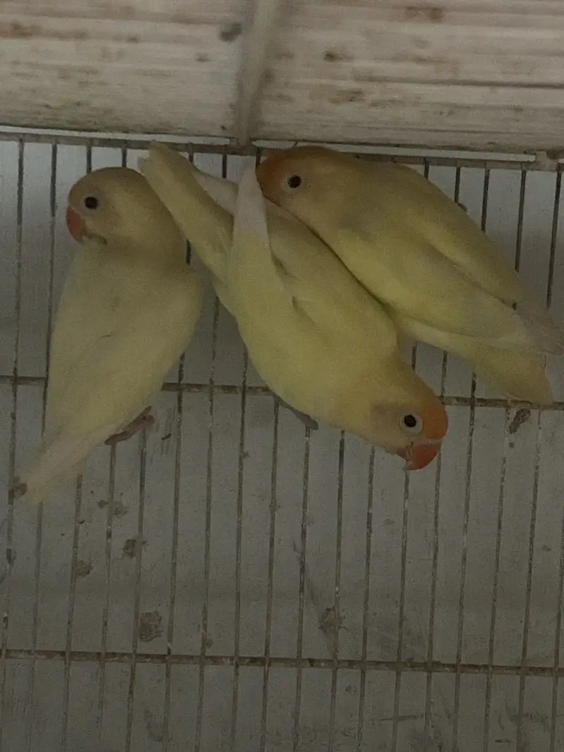 Decino Breeder Pairs possible Split Ino Split Blue 2 — photo 2