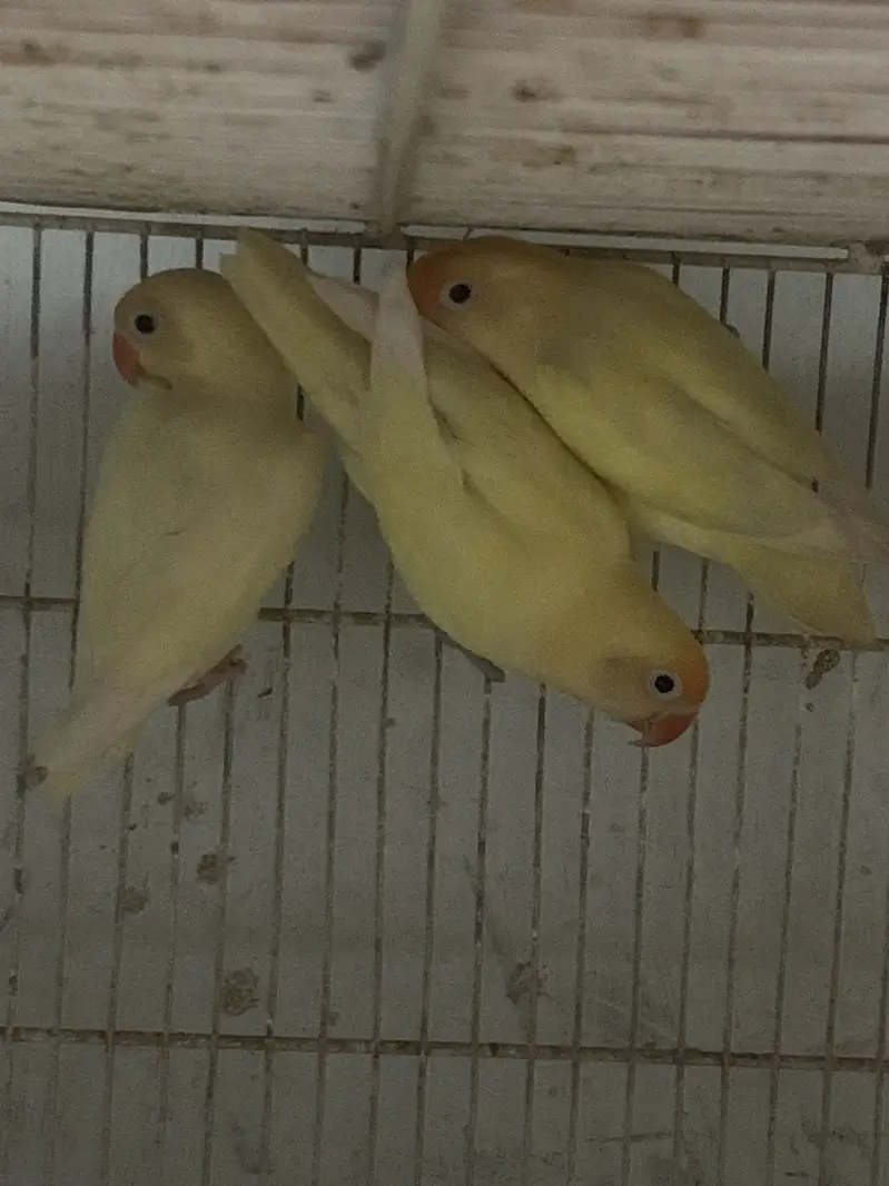 Decino Breeder Pairs possible Split Ino Split Blue 2 — photo 3