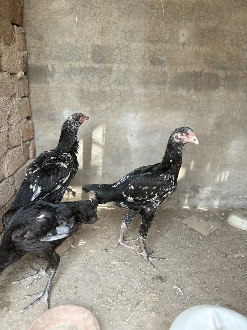 Germen OH shamo — photo 2