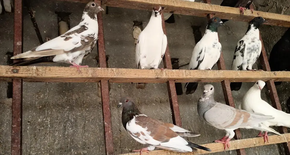 Healthy & active different type pigeons — photo 8