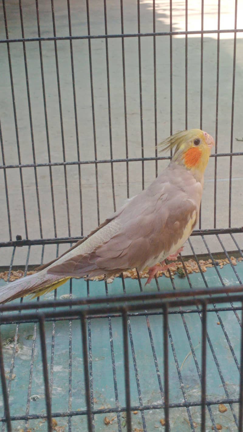 cocktail 1