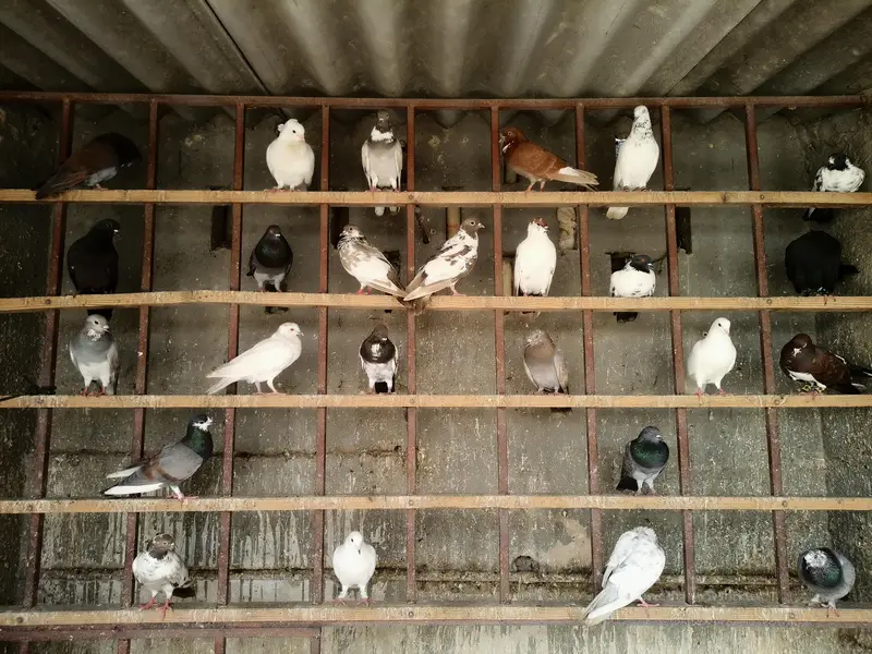 Healthy & active different type pigeons — photo 9