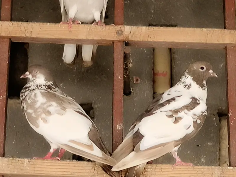 Healthy & active different type pigeons — photo 10