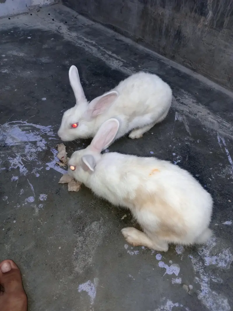 urgent sale — photo 2