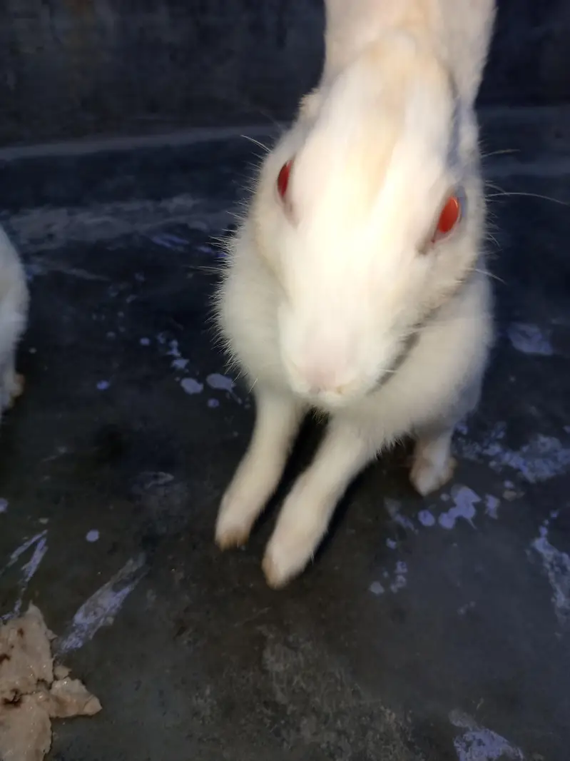 urgent sale — photo 3