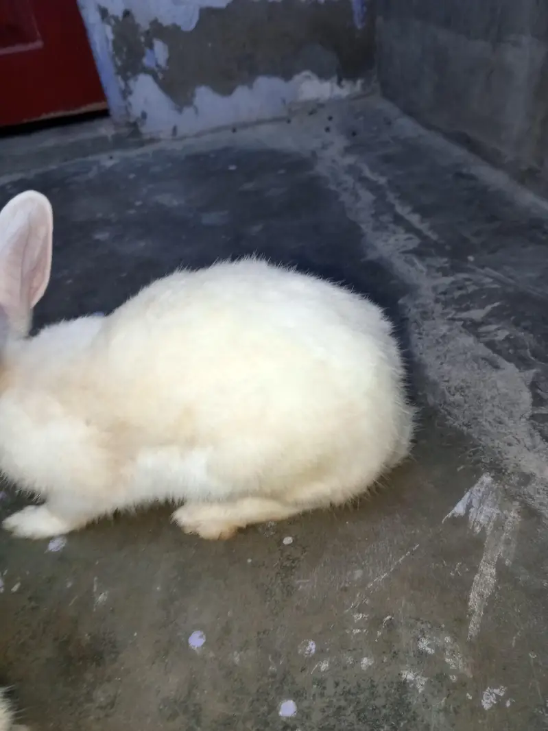 urgent sale — photo 4