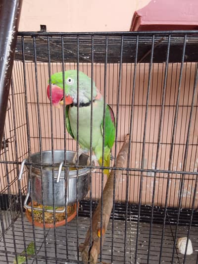 raw parrot pair male female