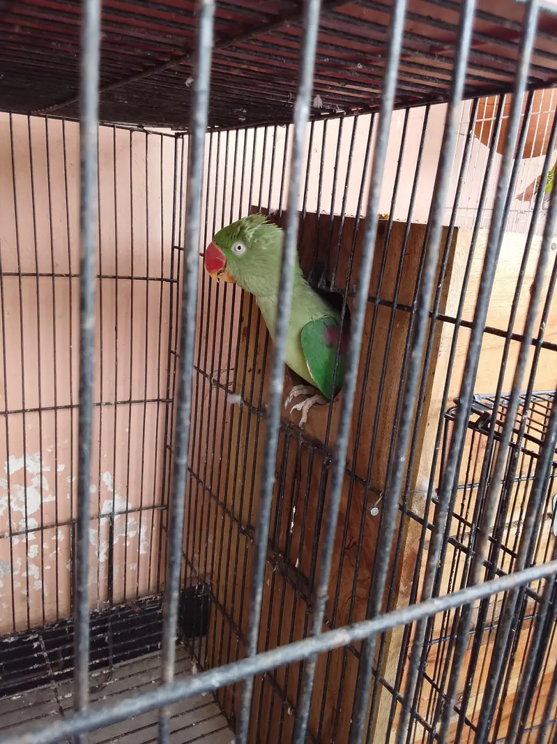 raw parrot pair male female — photo 2