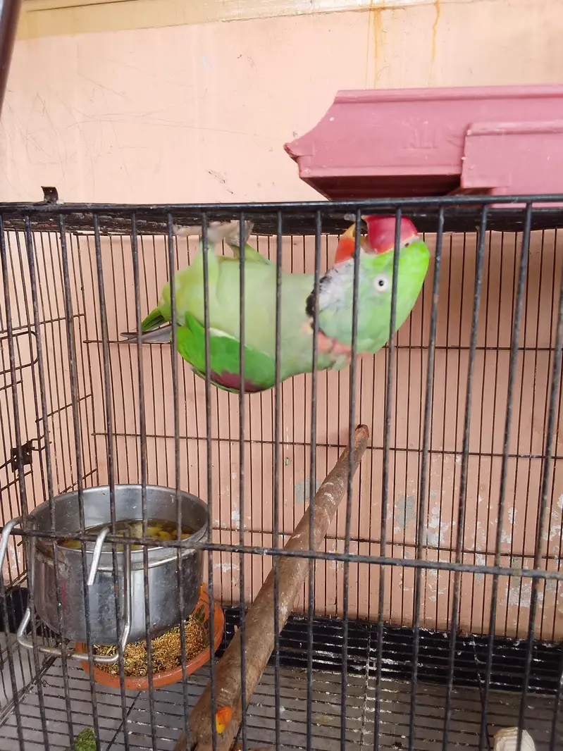 raw parrot pair male female — photo 3