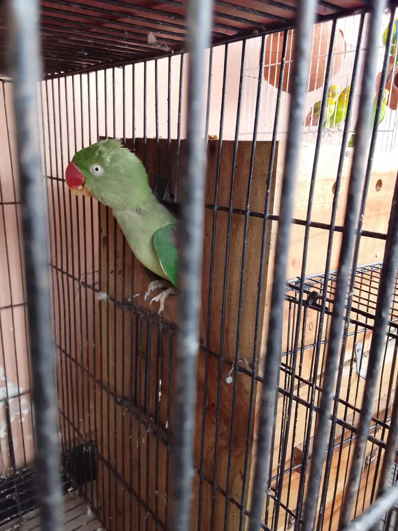 raw parrot pair male female — photo 4