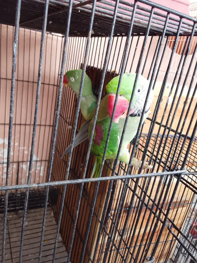 raw parrot pair male female — photo 5