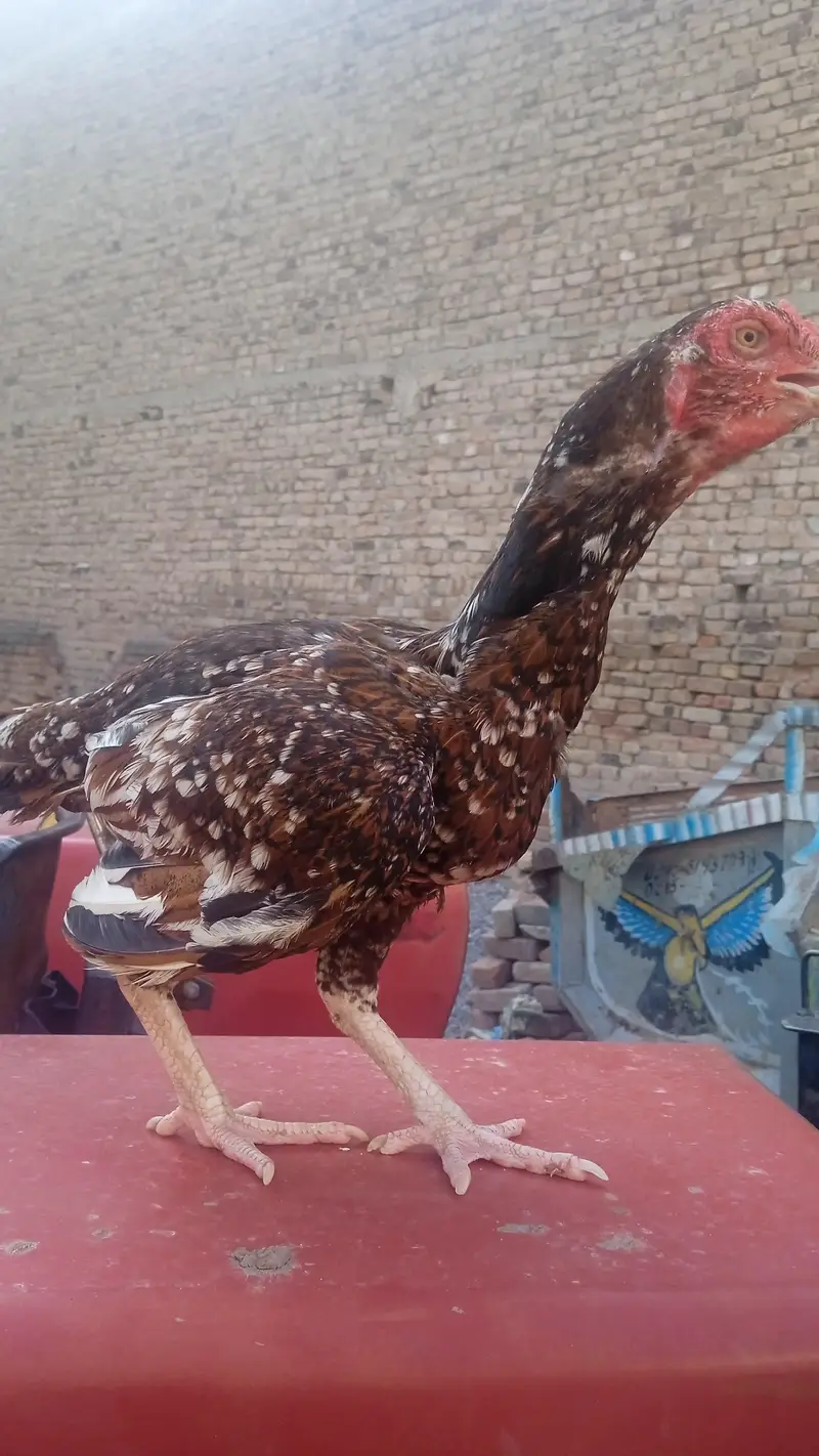 Aseel Chine best quality 03111504929 — photo 2