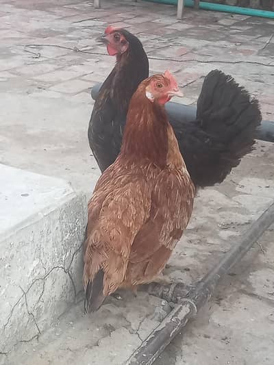 Egg laying Beautiful desi hens