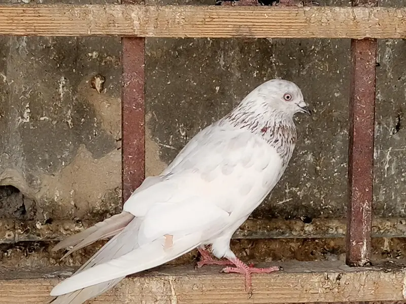 Healthy & active different type pigeons — photo 3