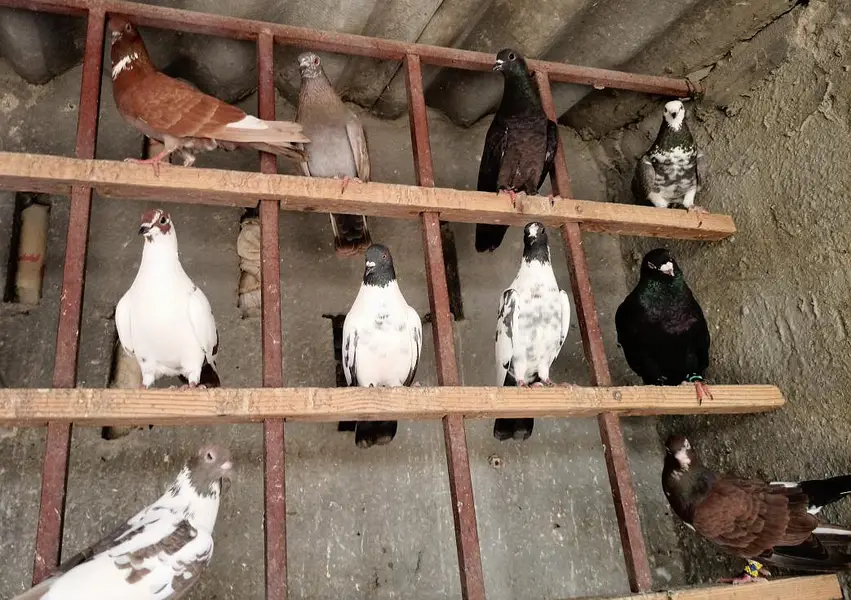 Healthy & active different type pigeons — photo 4