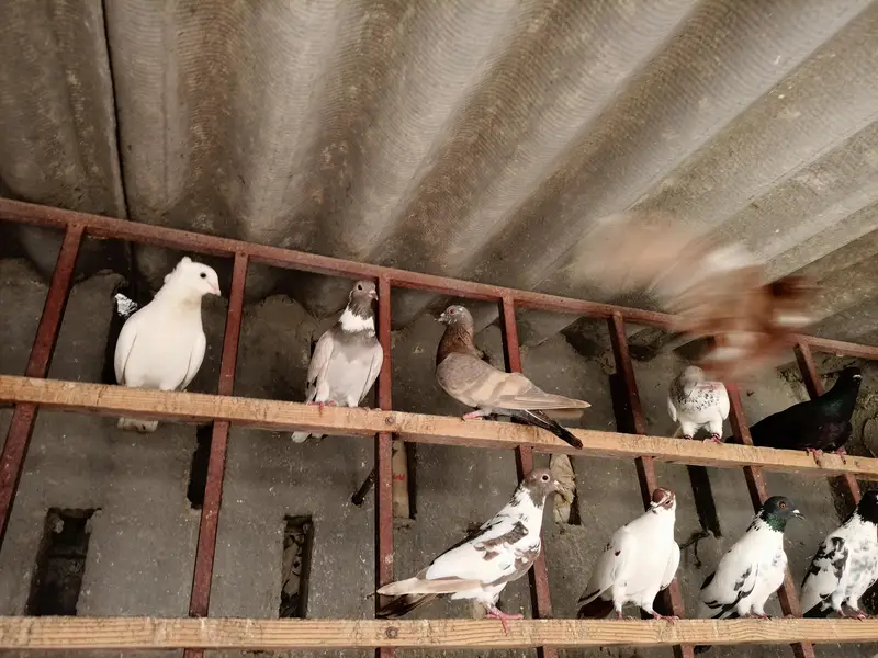 Healthy & active different type pigeons — photo 5