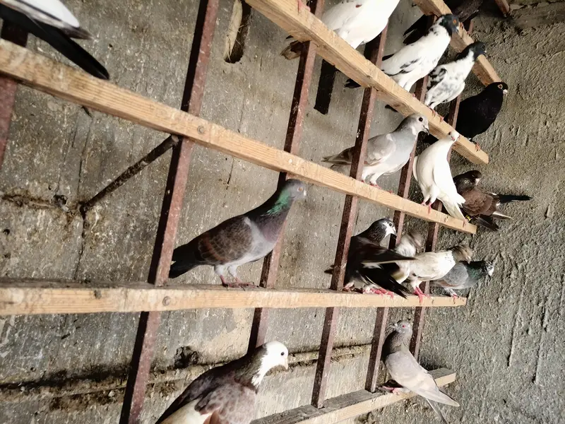 Healthy & active different type pigeons — photo 7