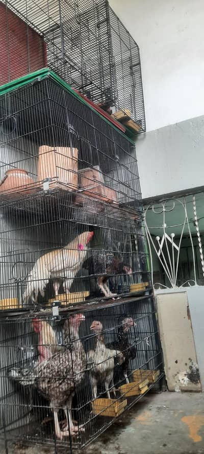 Foldable cages