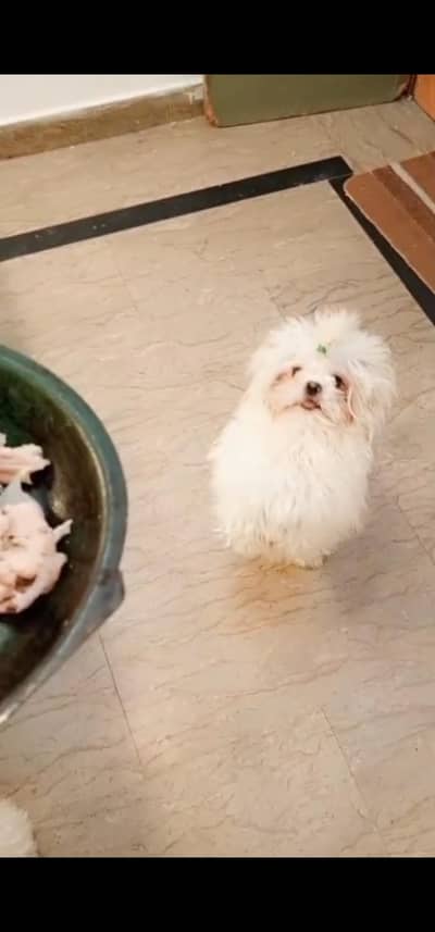 shihtzu breeder pair with pregnant female