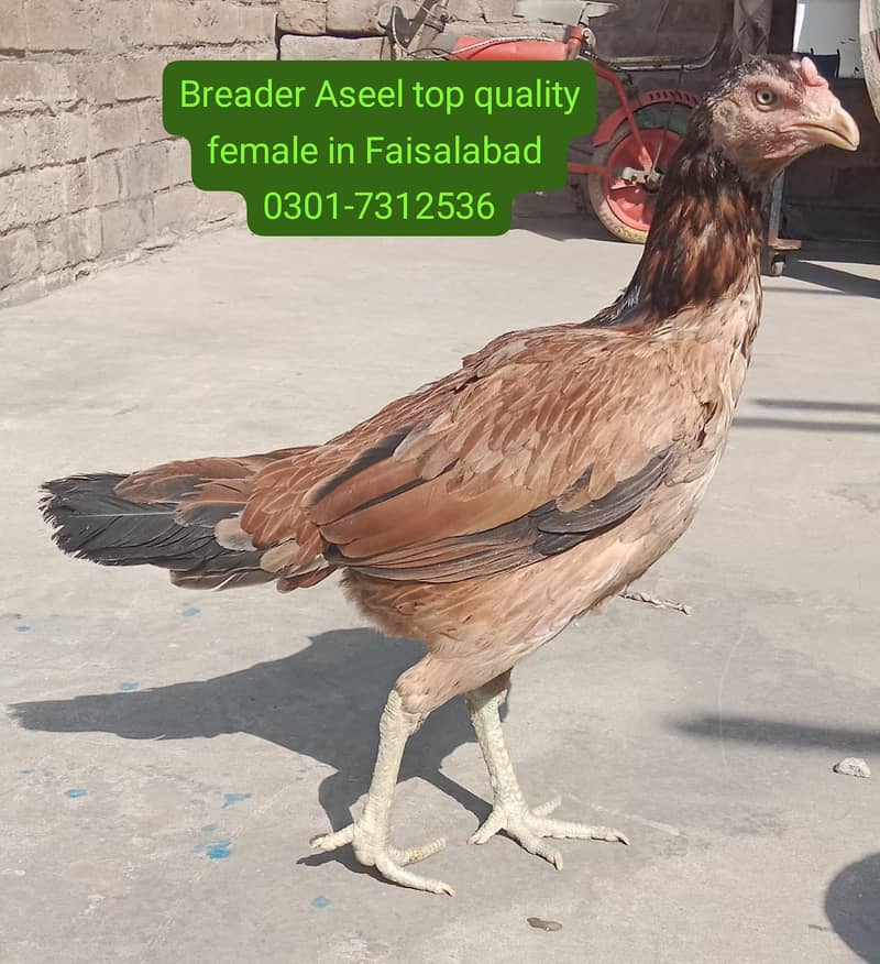 اسیل بریڈر 0