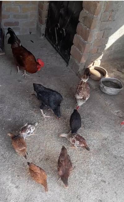 Aseel Hen for sale