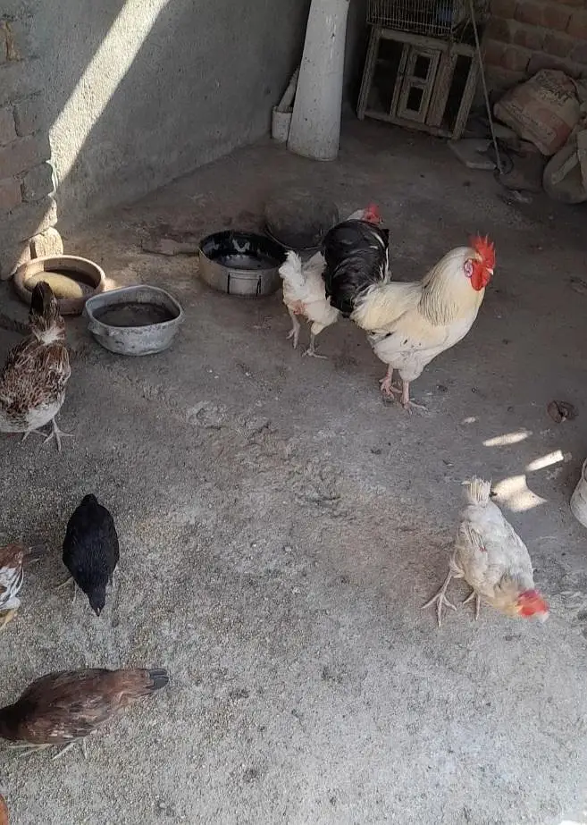 Aseel Hen for sale — photo 2