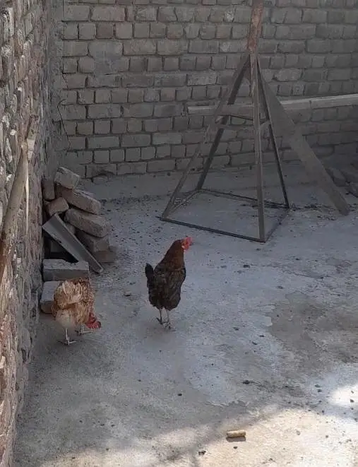 Aseel Hen for sale — photo 3