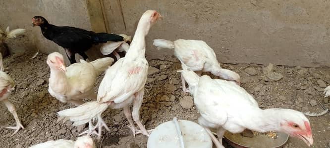 paper white heeray top quality pathay for Sale