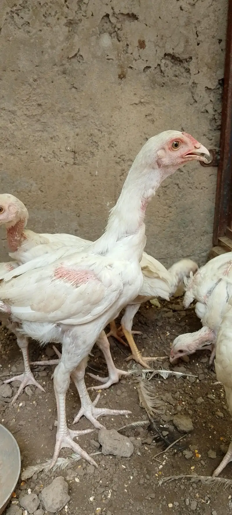 paper white heeray top quality pathay for Sale — photo 6