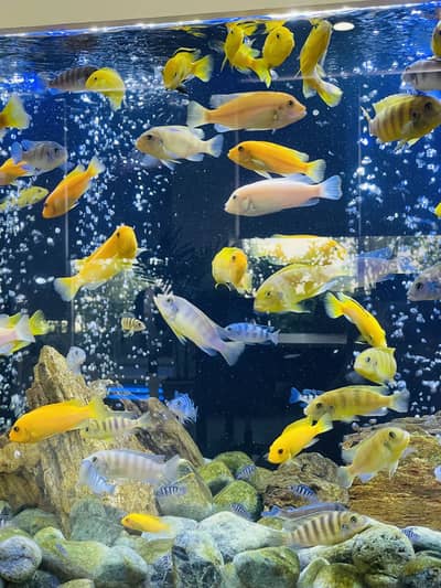 Cichlids Fishes