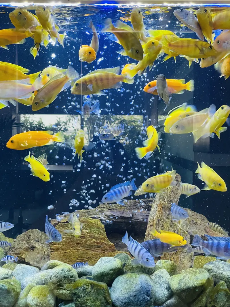 Cichlids Fishes — photo 2
